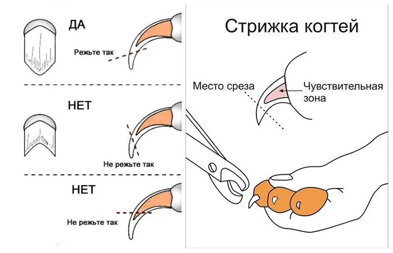 Как правильно располагать когтерез
